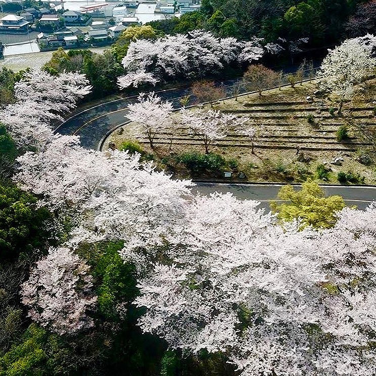 ソメイヨシノが満開の津峯スカイラインをドローン撮影しました