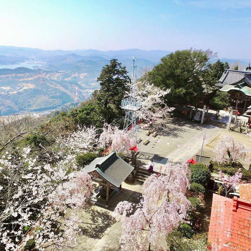 神社の境内は枝垂れ桜が咲きます