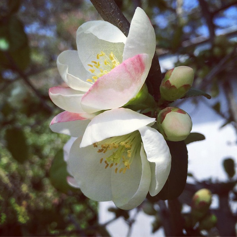 木瓜（ボケ）の花