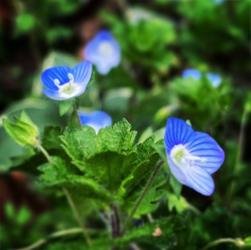 オオイヌノフグリの花