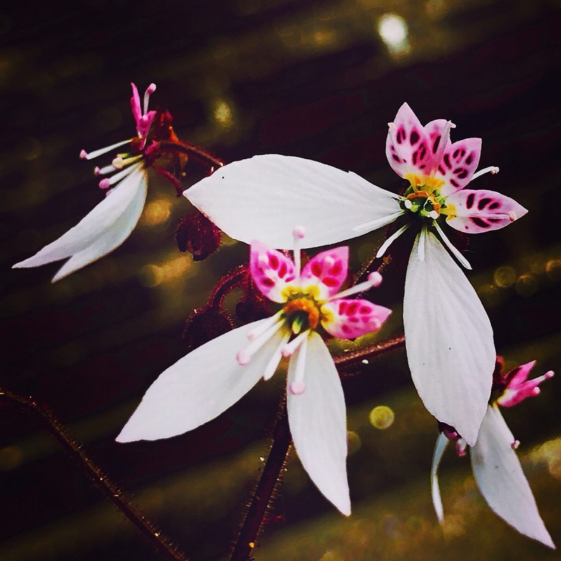 ユキノシタの花