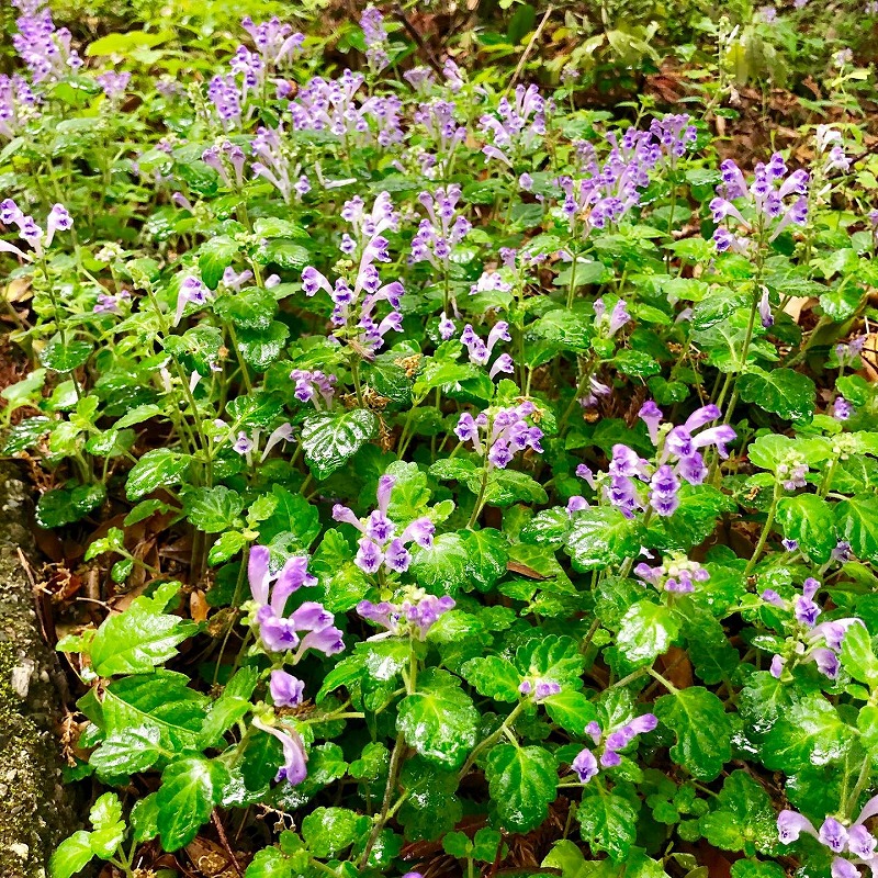 タツナミソウの花