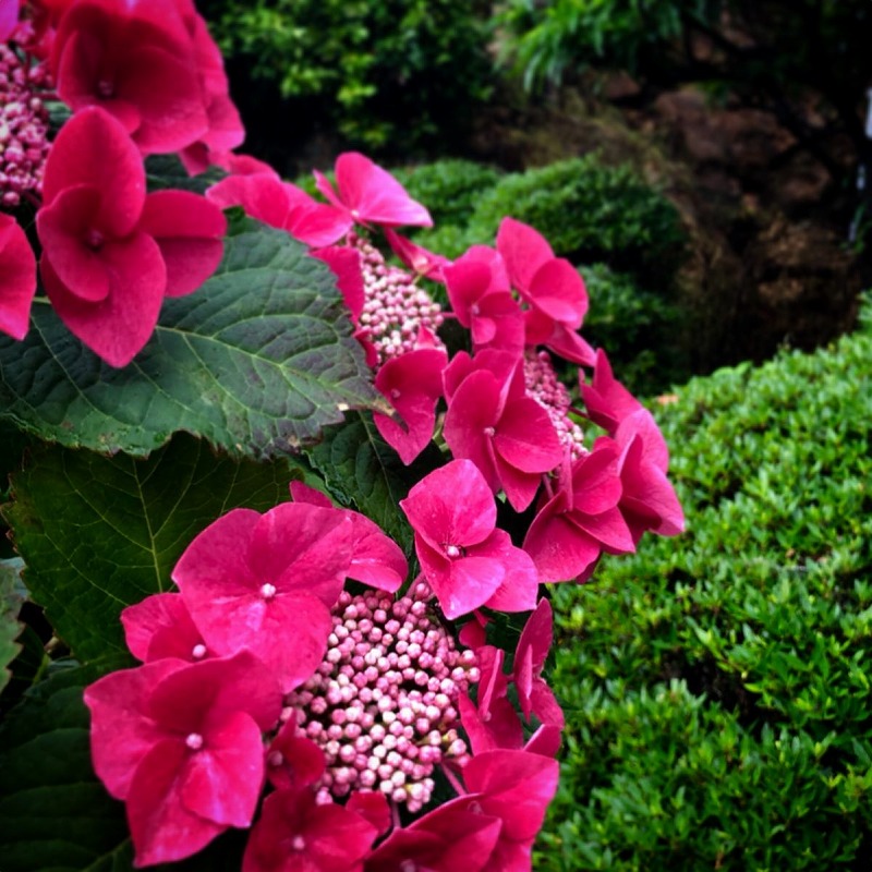 アジサイの花