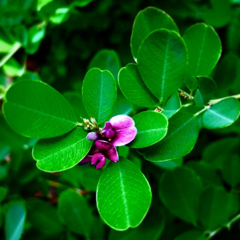 萩（ハギ）の花